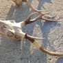 sika antlers Image 7