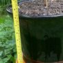 Potted Salvia Hot Lips Image 4