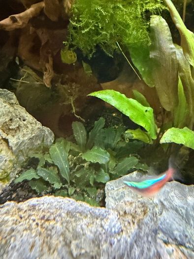 Fish Tank And stand with fish and plants