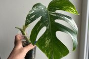 Monstera Albo