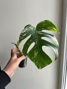 Monstera Albo