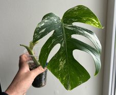 Monstera Albo