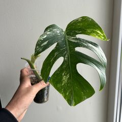 Monstera Albo