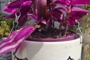 Tradescantia fluminensis in hanging pot