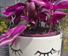 Tradescantia fluminensis in hanging pot