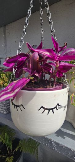 Tradescantia fluminensis in hanging pot