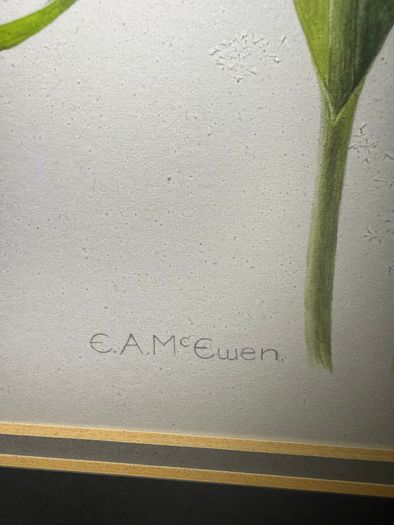 Original Elizabeth A. McEwen RUA - Tulips - Botanical Watercolour