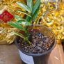 No.10 ZZ plant Variegated Image 2