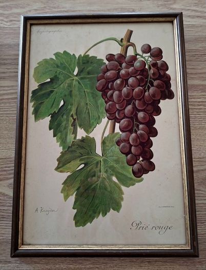 Antique Vines,Paris Circa 1901.