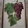 Antique Vines,Paris Circa 1901. Image 3