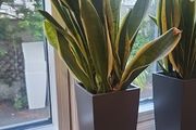 sansevieria Laurentii planter