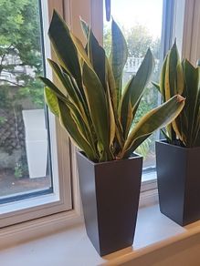 sansevieria Laurentii planter