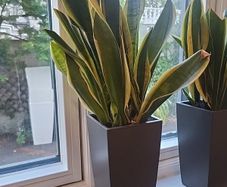 sansevieria Laurentii planter