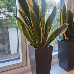 sansevieria Laurentii planter