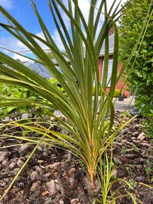 Palm trees (Cordyline Australis)