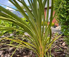 Palm trees (Cordyline Australis)