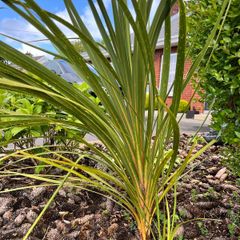 Palm trees (Cordyline Australis)