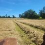 Square bales hay Image 3