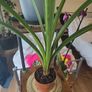 plants Image 4