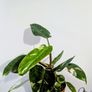 Philodendron White Princess Plant Image 5
