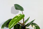 Philodendron White Princess Plant