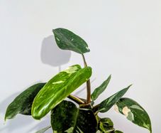 Philodendron White Princess Plant
