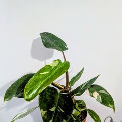 Philodendron White Princess Plant