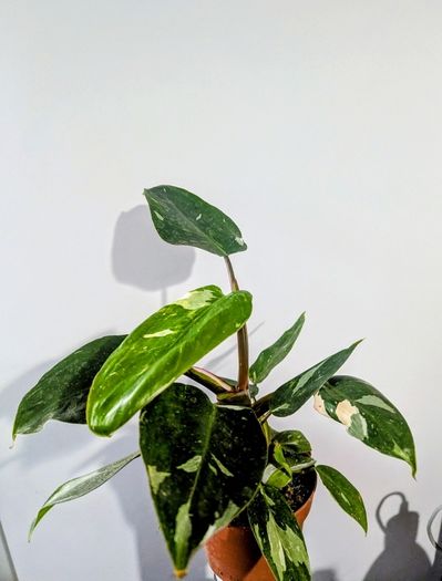 Philodendron White Princess Plant