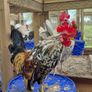 Serama Roosters Image 2