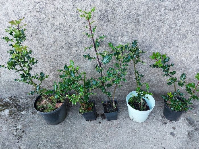 Holly Hedging