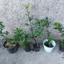 Holly Hedging Image 5