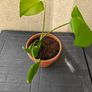 Monstera deliciosa Image 2