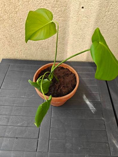 Monstera deliciosa