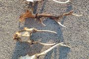 deer antlers