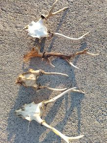 deer antlers