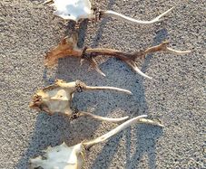 deer antlers