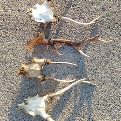 deer antlers