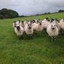 mule hoggets Image 4