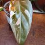 Philodendron Red Anderson Image 6