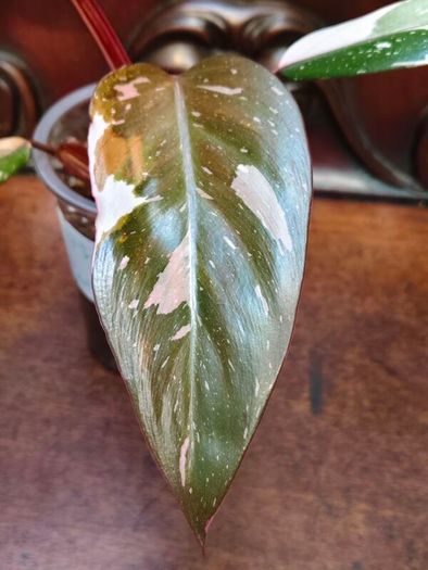 Philodendron Red Anderson
