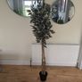 Artificial Plant Image 2