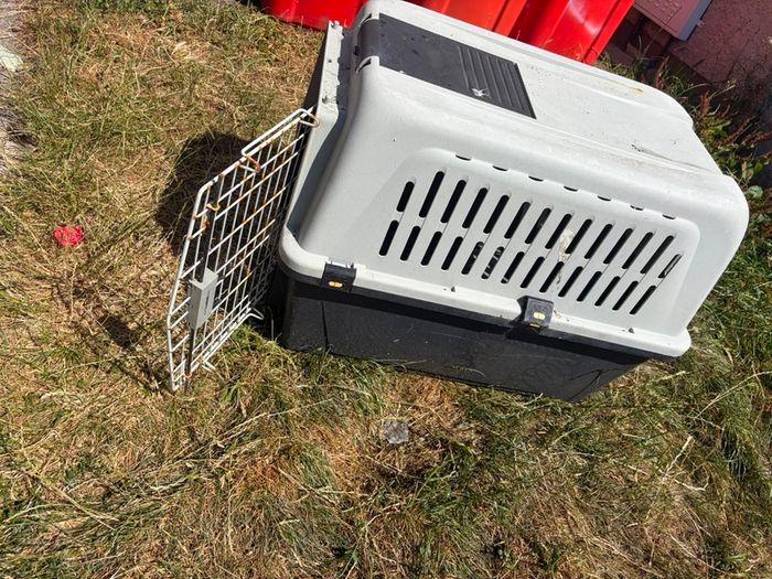 dog box free