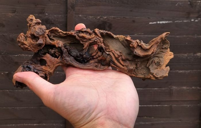 Small Bogwood