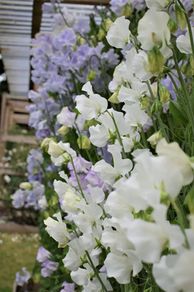(S) Sweet Pea White Seeds 3g (180214)