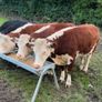 Purebred heifers Image 4