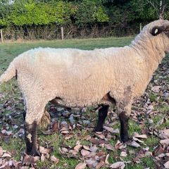 Ram