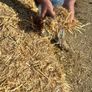Pre Chopped Straw Bales Image 6
