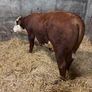 Pedigree Hereford bull Image 3