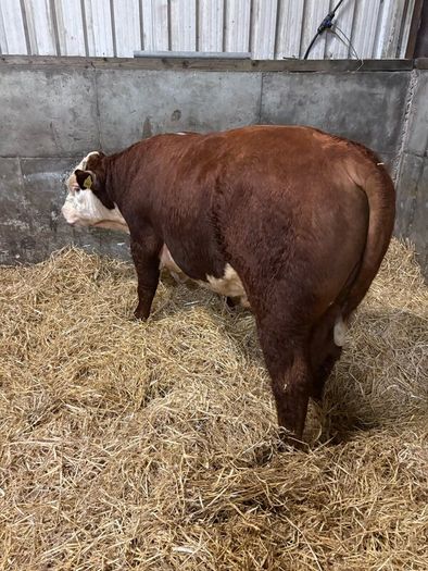 Pedigree Hereford bull