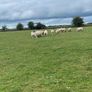 Store lambs Image 6